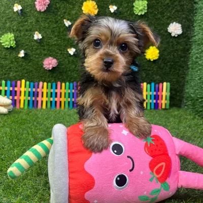 Male Yorkie puppy named Biscuit for sale at Puppy Dreams - Carrollton.