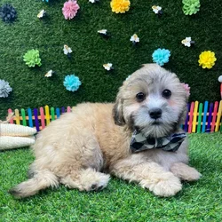 Male Shizapoo puppy named Otis for sale at Puppy Dreams - Carrollton.