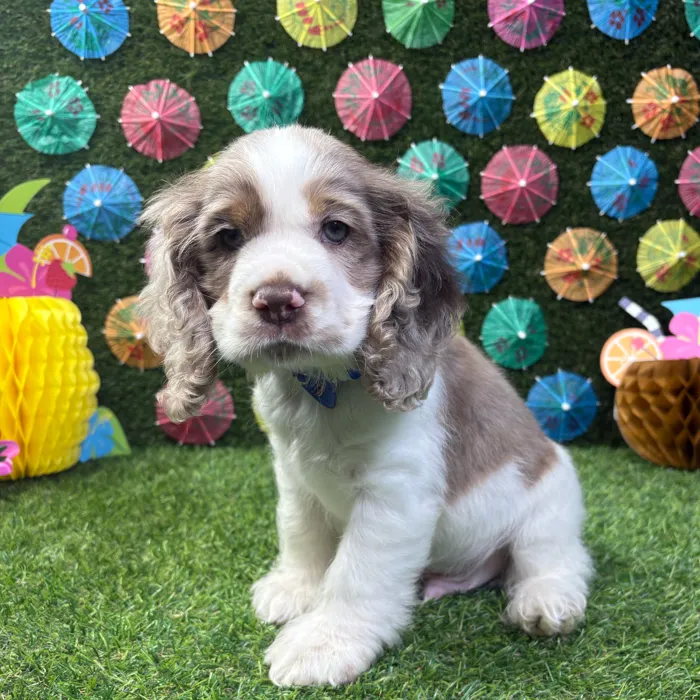 Male Cocker Spaniel puppy named Ollie for sale at Puppy Dreams - Carrollton.