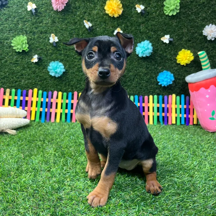 Female Min Pin puppy named Penny for sale at Puppy Dreams - Carrollton.