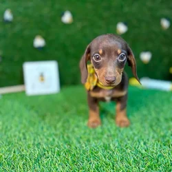 car_main_img_/media/ap_media/pets/NFKOAJRNMNFA126678.webp.250x250_q85.webp