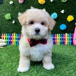 Male Maltipoo puppy named Bentley for sale at Puppy Dreams - Carrollton.