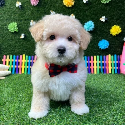 Male Maltipoo puppy named Bentley for sale at Puppy Dreams - Carrollton.