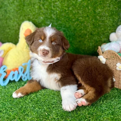 Male Miniature American Shepherd puppy named Astro for sale at Puppy Dreams - Arlington.