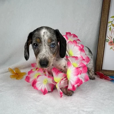 Female Dachshund puppy named *Persephone* for sale at Puppy Dreams - Mansfield.