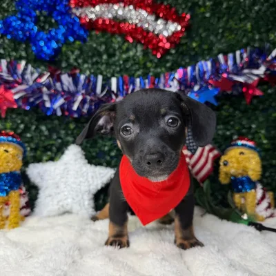 Male Chiweenie puppy named Taco for sale at Puppy Dreams - Garland.