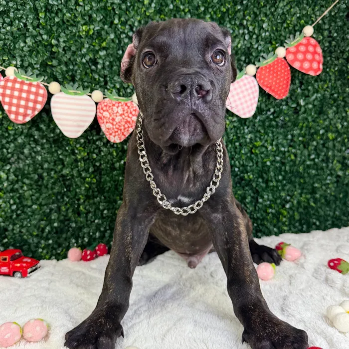 Male Cane Corso puppy named Shadow for sale at Puppy Dreams - Garland.