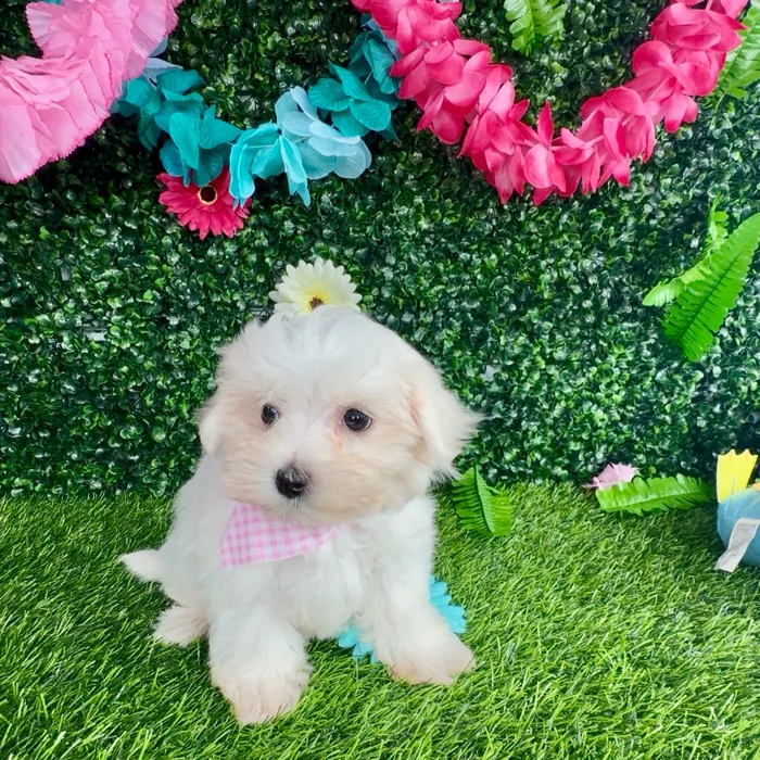 Female Maltese puppy named Marylin Monroe for sale at Puppy Dreams - Denton.