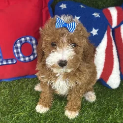 Female Mini Goldendoodle puppy named Indy for sale at Puppy Dreams - Arlington.
