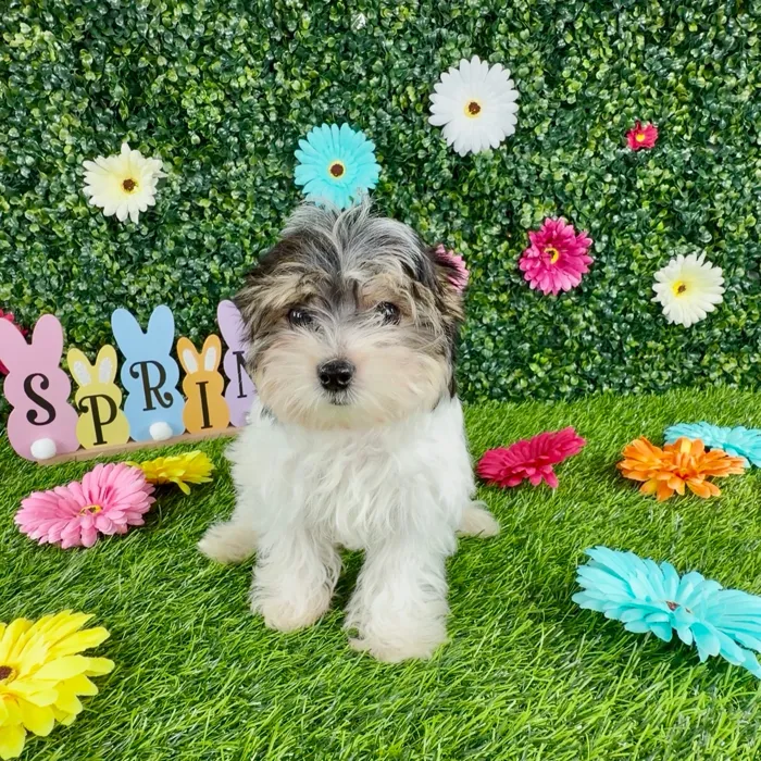 Male Morkie puppy named River for sale at Puppy Dreams - Denton.