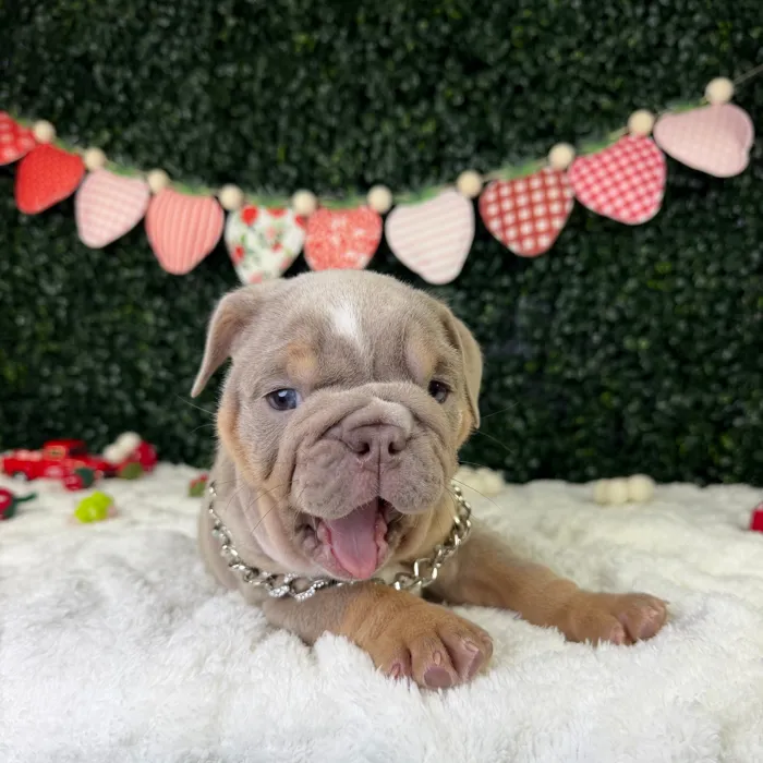 Male English Bulldog puppy named Whopper for sale at Puppy Dreams - Garland.