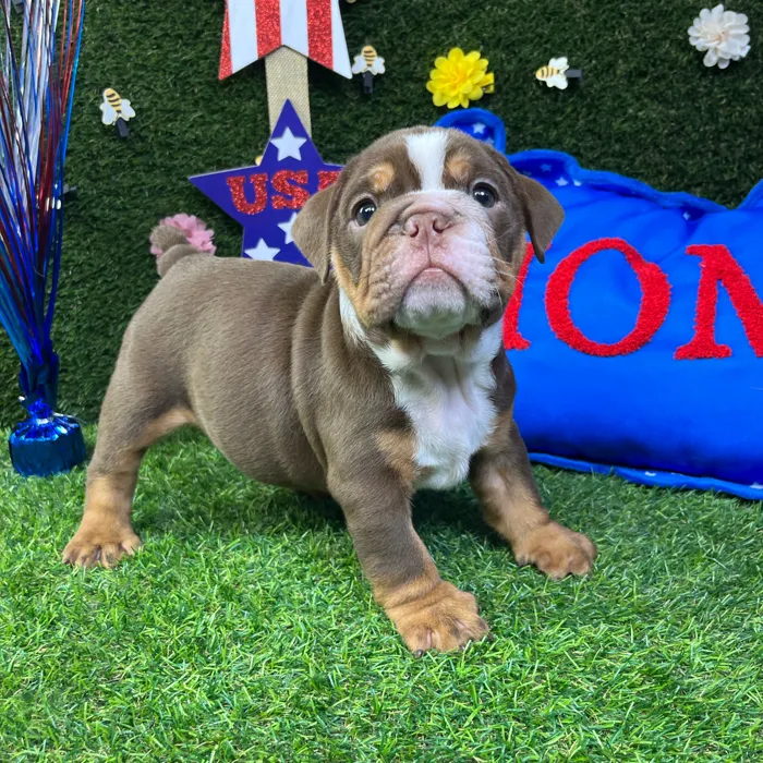 Male English Bulldog puppy named Waffle for sale at Puppy Dreams - Carrollton.