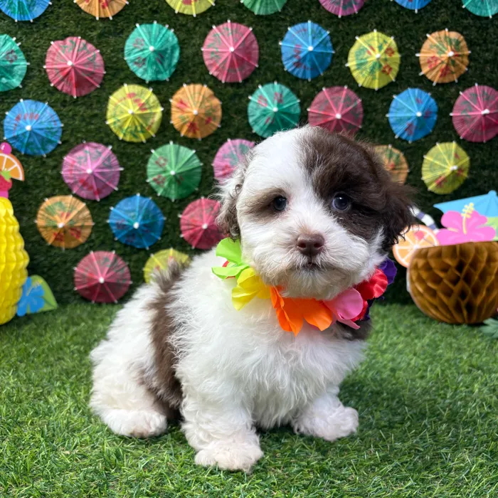 Female Shipoo puppy named Summer for sale at Puppy Dreams - Carrollton.