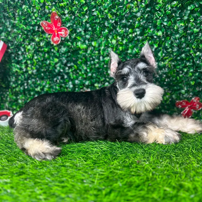 Female Mini Schnauzer puppy named *Toffee* for sale at Puppy Dreams - Mansfield.
