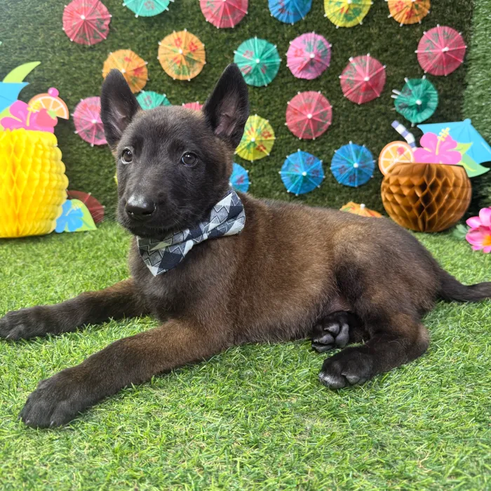 Male Belgian Malinois puppy named Bandit for sale at Puppy Dreams - Carrollton.