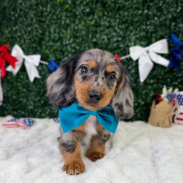 Male Dachshund puppy named Cowboy for sale at Puppy Dreams - Garland.