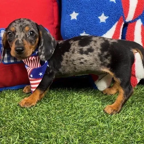 Male Dachshund puppy named Jesus for sale at Puppy Dreams - Mansfield.