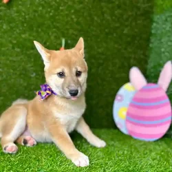 car_main_img_/media/ap_media/pets/NLYQUTJTMKSF115982.webp.250x250_q85.webp