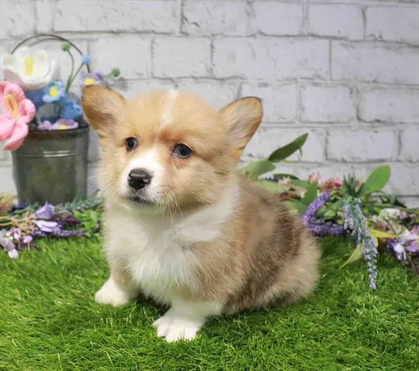 Male Pembroke Welsh Corgi puppy named Stitch for sale at Puppy Dreams - Garland.