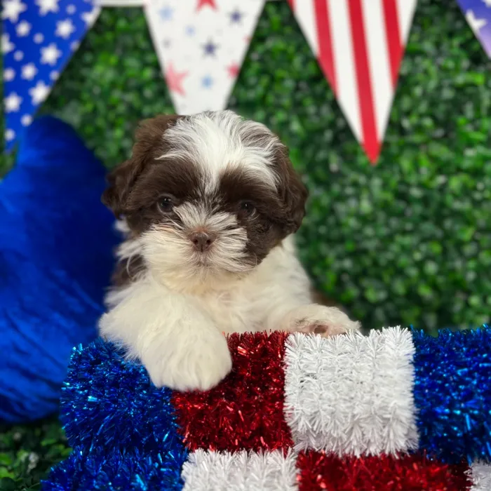 Male Shih Tzu puppy named Shorty for sale at Puppy Dreams - North Richland Hills.