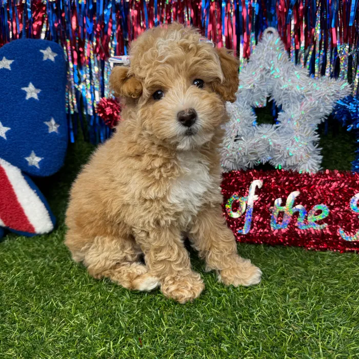 Female Poodle Toy puppy named Cream for sale at Puppy Dreams - Arlington.