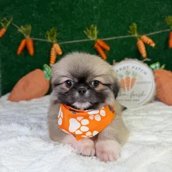 Male Pekingese puppy named Archie for sale at Puppy Dreams - Garland.