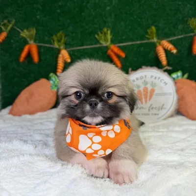 Male Pekingese puppy named Archie for sale at Puppy Dreams - Garland.