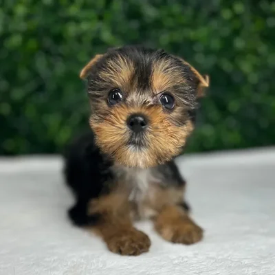 Female Yorkie puppy named Hermoine for sale at Puppy Dreams - Mansfield.