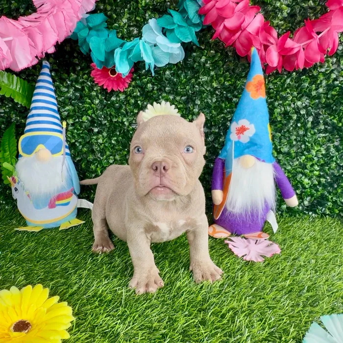 Female American Bully puppy named Betsy Ross for sale at Puppy Dreams - Denton.