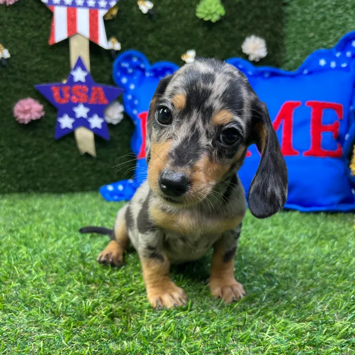 Male Dachshund puppy named Ron for sale at Puppy Dreams - Carrollton.