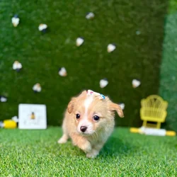 car_main_img_/media/ap_media/pets/NSUDDQADFROU122427.webp.250x250_q85.webp