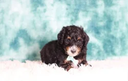 car_main_img_/media/ap_media/pets/NTHWKWQMNSWP124632.webp.250x250_q85.webp