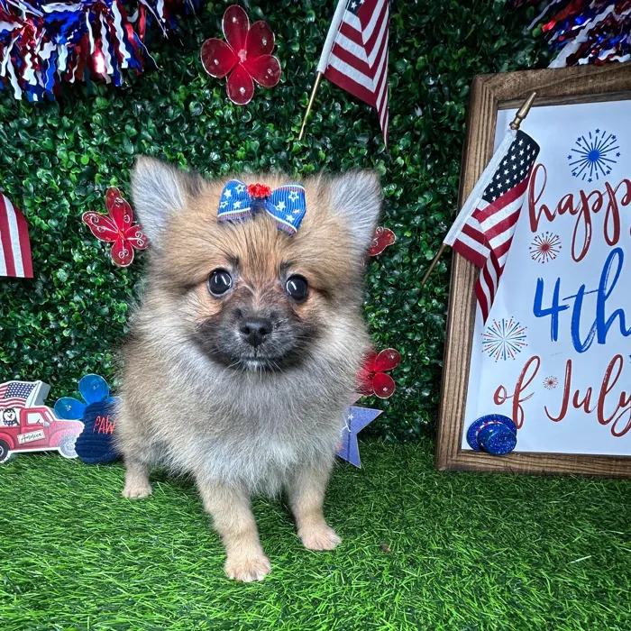 Female Pomeranian puppy named *Freedom* for sale at Puppy Dreams - Mansfield.
