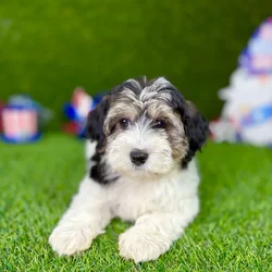 car_main_img_/media/ap_media/pets/NTTAVCDBFSOR128854.webp.250x250_q85.webp