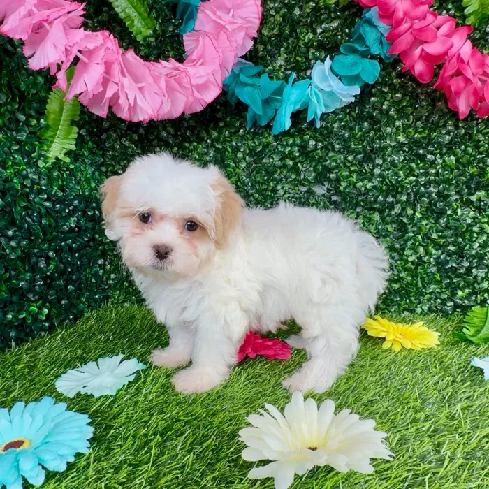 Female Teddy Bear puppy named Ragdoll for sale at Puppy Dreams - Denton.