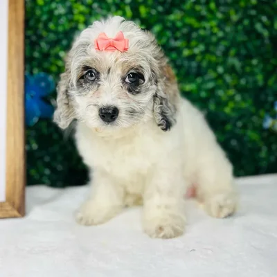 Female Cockapoo puppy named Hufflepuff for sale at Puppy Dreams - Mansfield.
