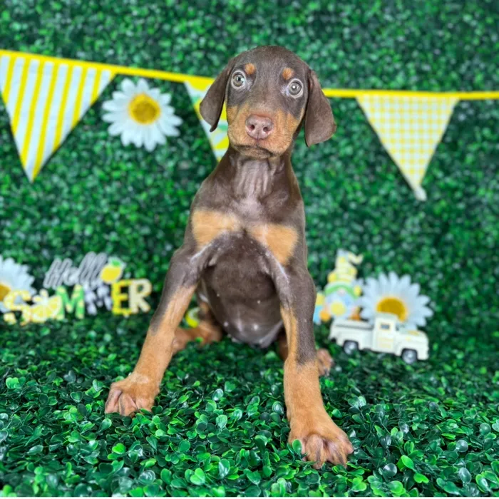 Female Doberman Pinscher puppy named Storm for sale at Puppy Dreams - North Richland Hills.