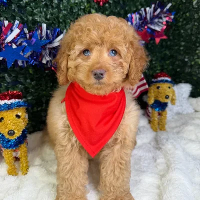 Male Cockapoo puppy named Bruno for sale at Puppy Dreams - Garland.