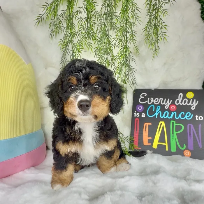 Male Bernedoodle puppy named Duke for sale at Puppy Dreams - Denton.