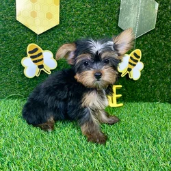 car_main_img_/media/ap_media/pets/NVQFDDLAHCDY136674.webp.250x250_q85.webp
