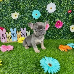 Female French Bulldog puppy named Valley for sale at Puppy Dreams - Denton.