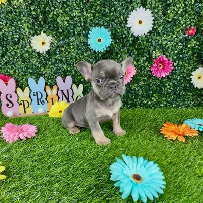 Female French Bulldog puppy named Valley for sale at Puppy Dreams - Denton.