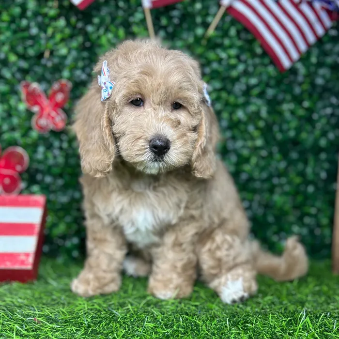 Female Mini Goldendoodle puppy named *Pop* for sale at Puppy Dreams - Mansfield.