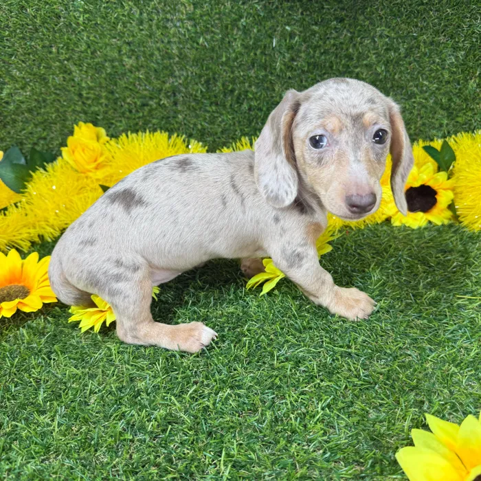 Female Dachshund puppy named Lucy for sale at Puppy Dreams - Arlington.