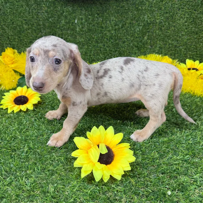 Female Dachshund puppy named Lucy for sale at Puppy Dreams - Arlington.