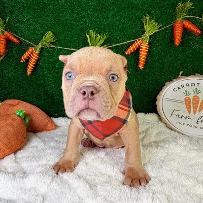 Male American Bully puppy named Roman for sale at Puppy Dreams - Garland.