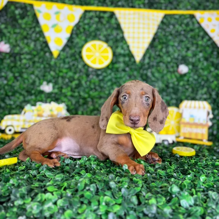 Male Dachshund puppy named Choco for sale at Puppy Dreams - North Richland Hills.