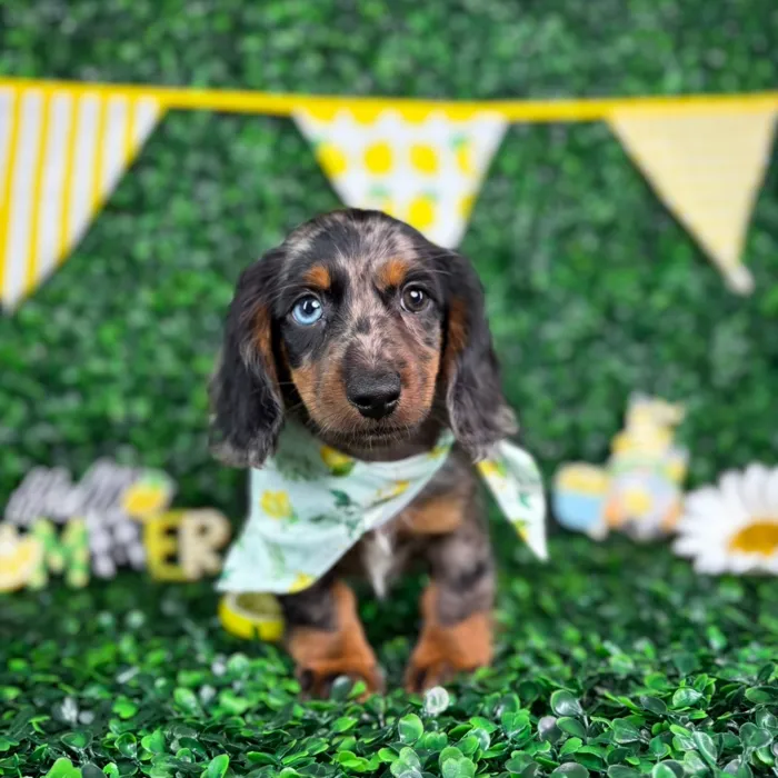 Male Dachshund puppy named Milo for sale at Puppy Dreams - North Richland Hills.
