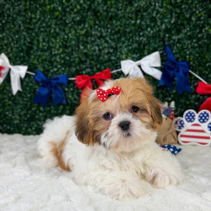 Female Shih Tzu puppy named Ivy for sale at Puppy Dreams - Garland.