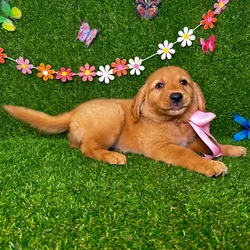 car_main_img_/media/ap_media/pets/NYIDIOMXMARE126050.webp.250x250_q85.webp